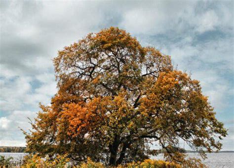 榆樹花語|榆樹的花語和傳説